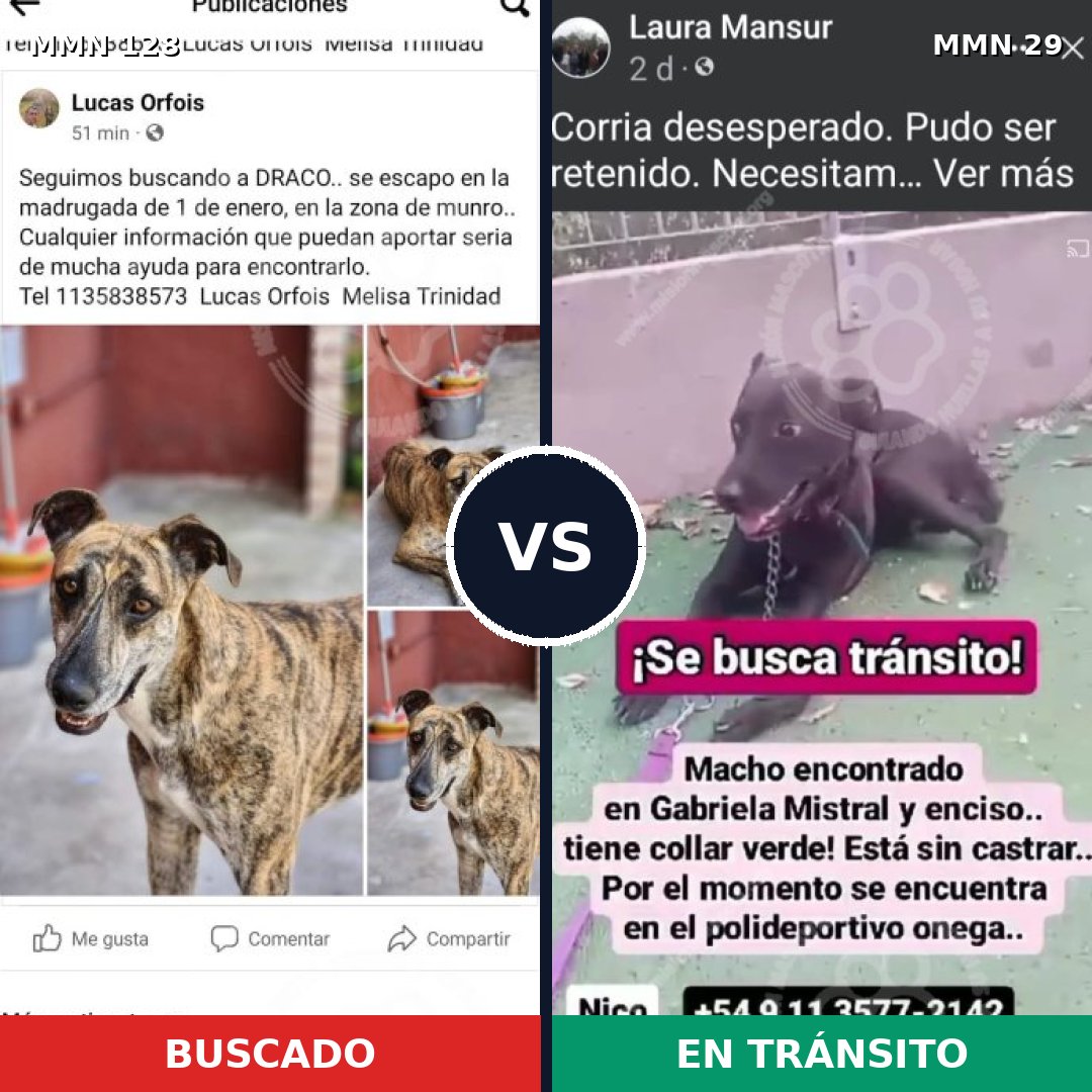 Comparativa MMS 3133: mascota perdida y mascota encontrada, 61% de similitud