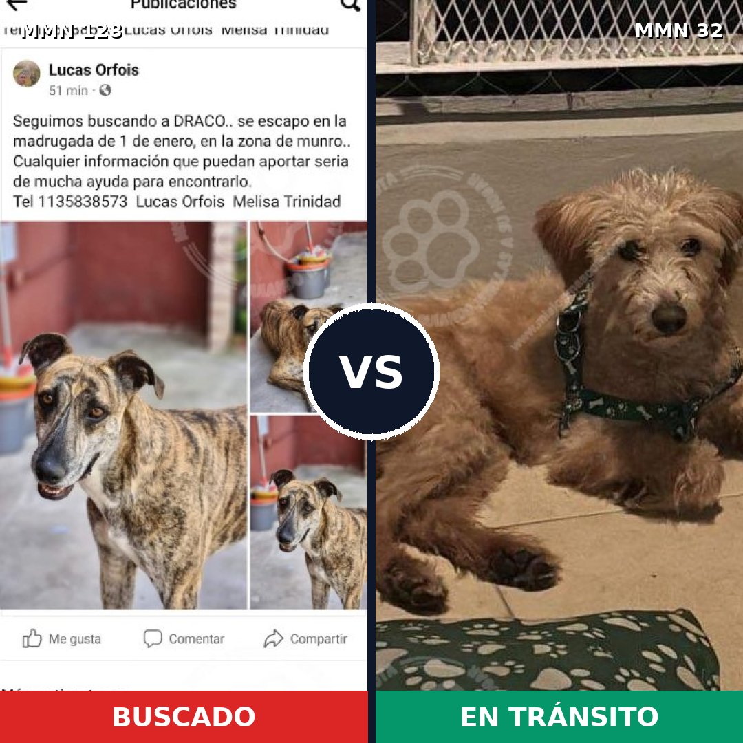 Comparativa MMS 3134: mascota perdida y mascota encontrada, 4% de similitud