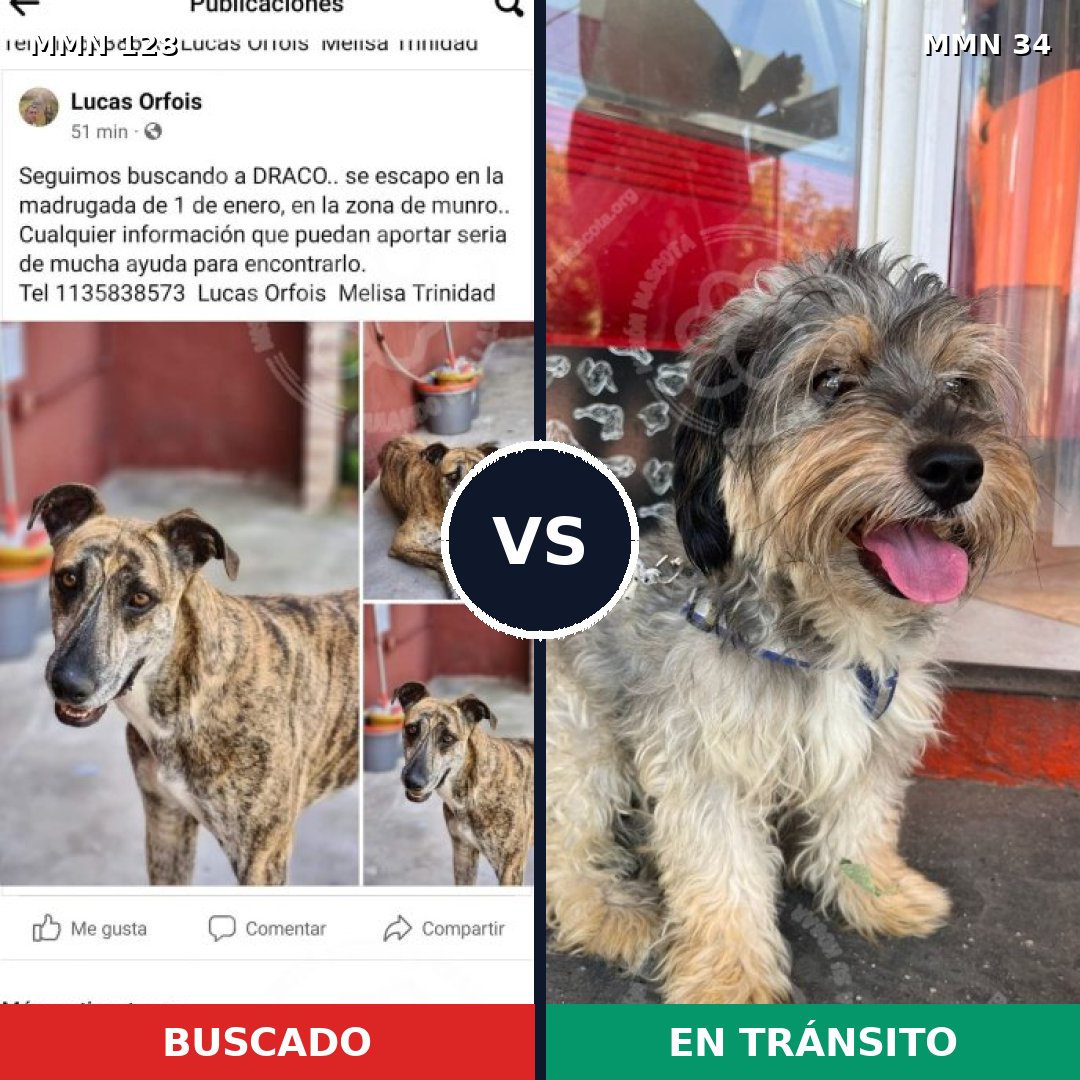 Comparativa MMS 3135: mascota perdida y mascota encontrada, 4% de similitud