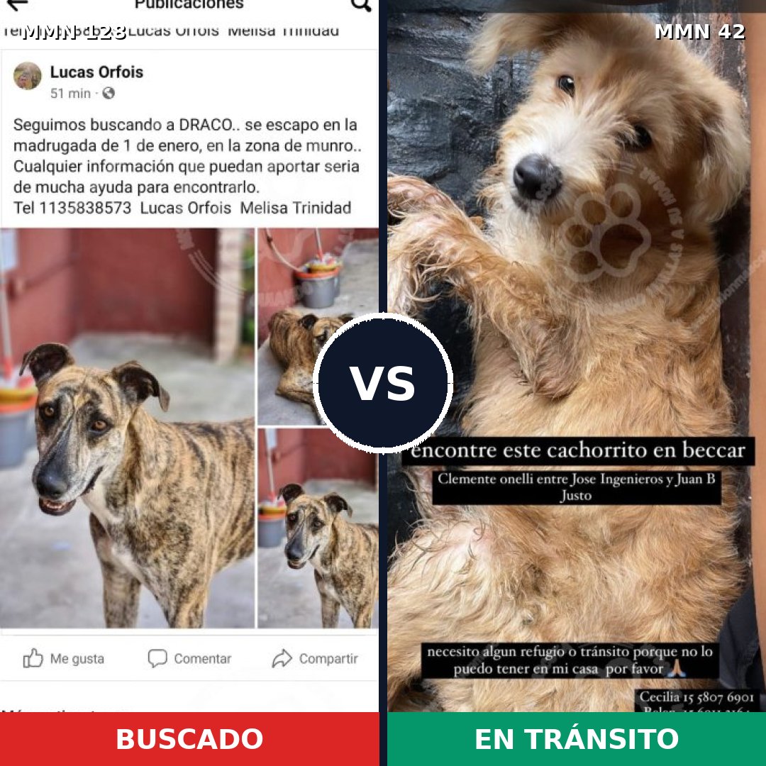 Comparativa MMS 3136: mascota perdida y mascota encontrada, 4% de similitud