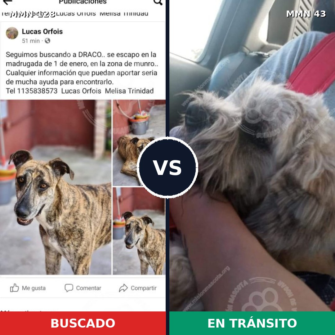 Comparativa MMS 3137: mascota perdida y mascota encontrada, 4% de similitud