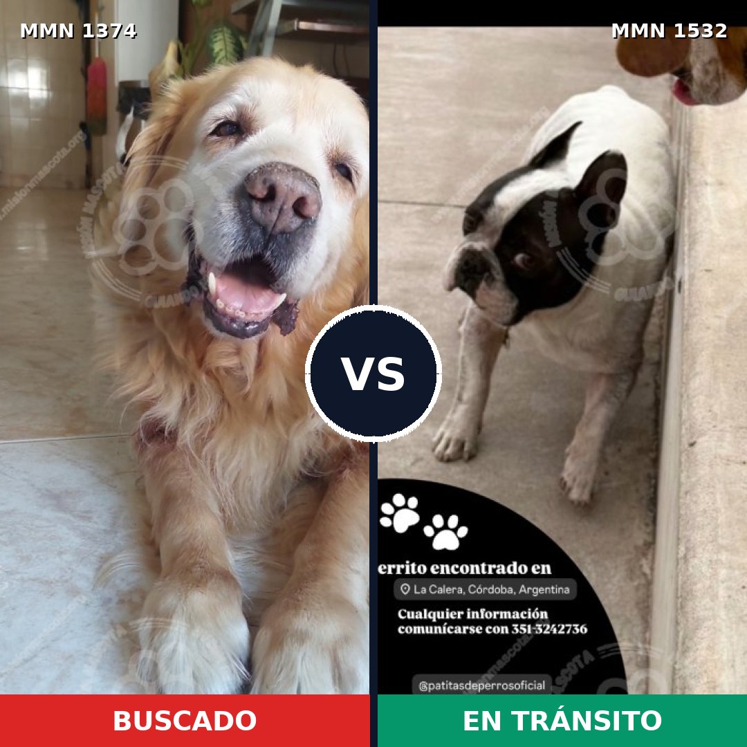 Comparativa MMS 31373: mascota perdida y mascota encontrada, 27% de similitud