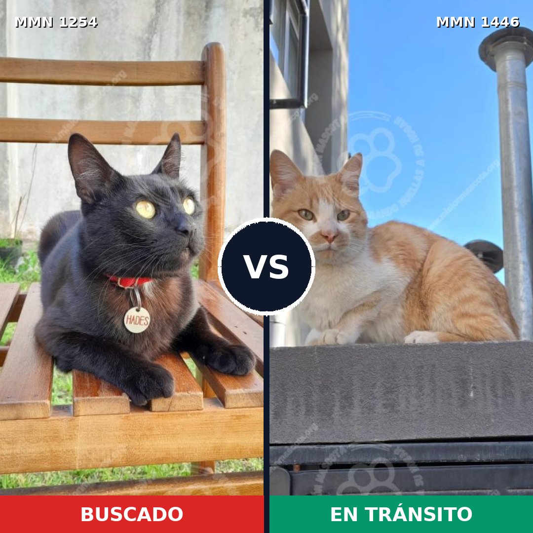 Comparativa MMS 31376: mascota perdida y mascota encontrada, 63% de similitud