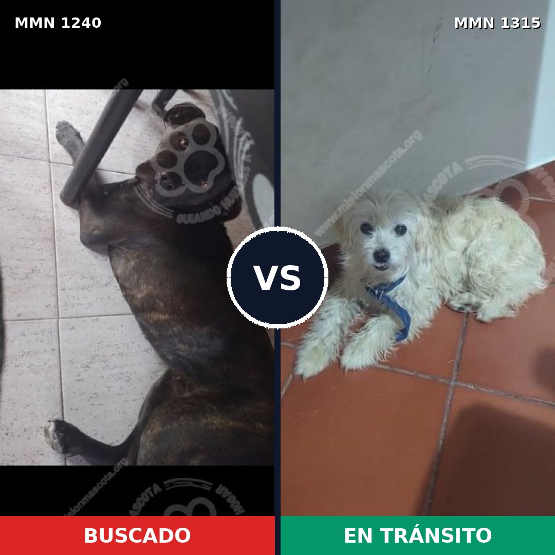 Comparativa MMS 31377: mascota perdida y mascota encontrada, 56% de similitud