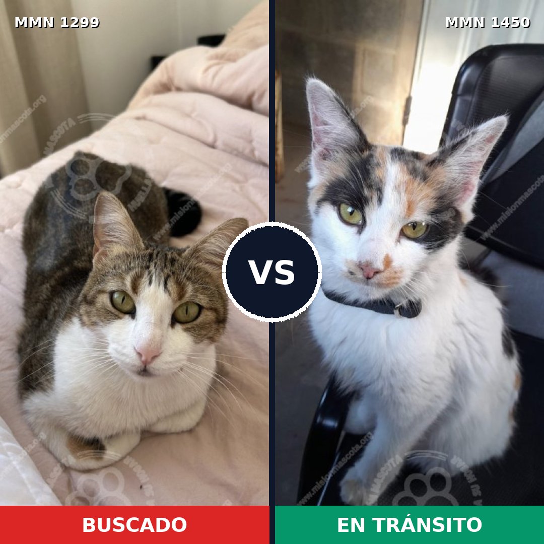 Comparativa MMS 31381: mascota perdida y mascota encontrada, 60% de similitud