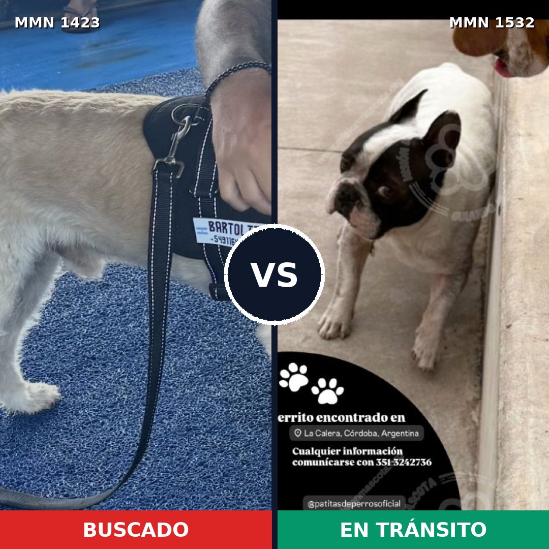 Comparativa MMS 31382: mascota perdida y mascota encontrada, 57% de similitud