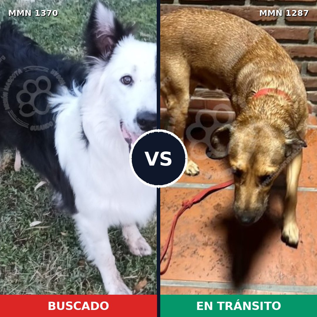 Comparativa MMS 31383: mascota perdida y mascota encontrada, 24% de similitud