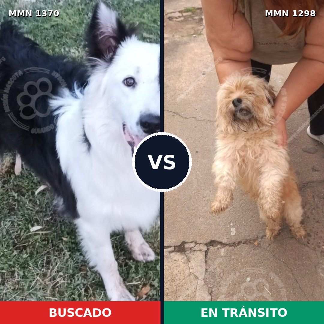 Comparativa MMS 31384: mascota perdida y mascota encontrada, 23% de similitud