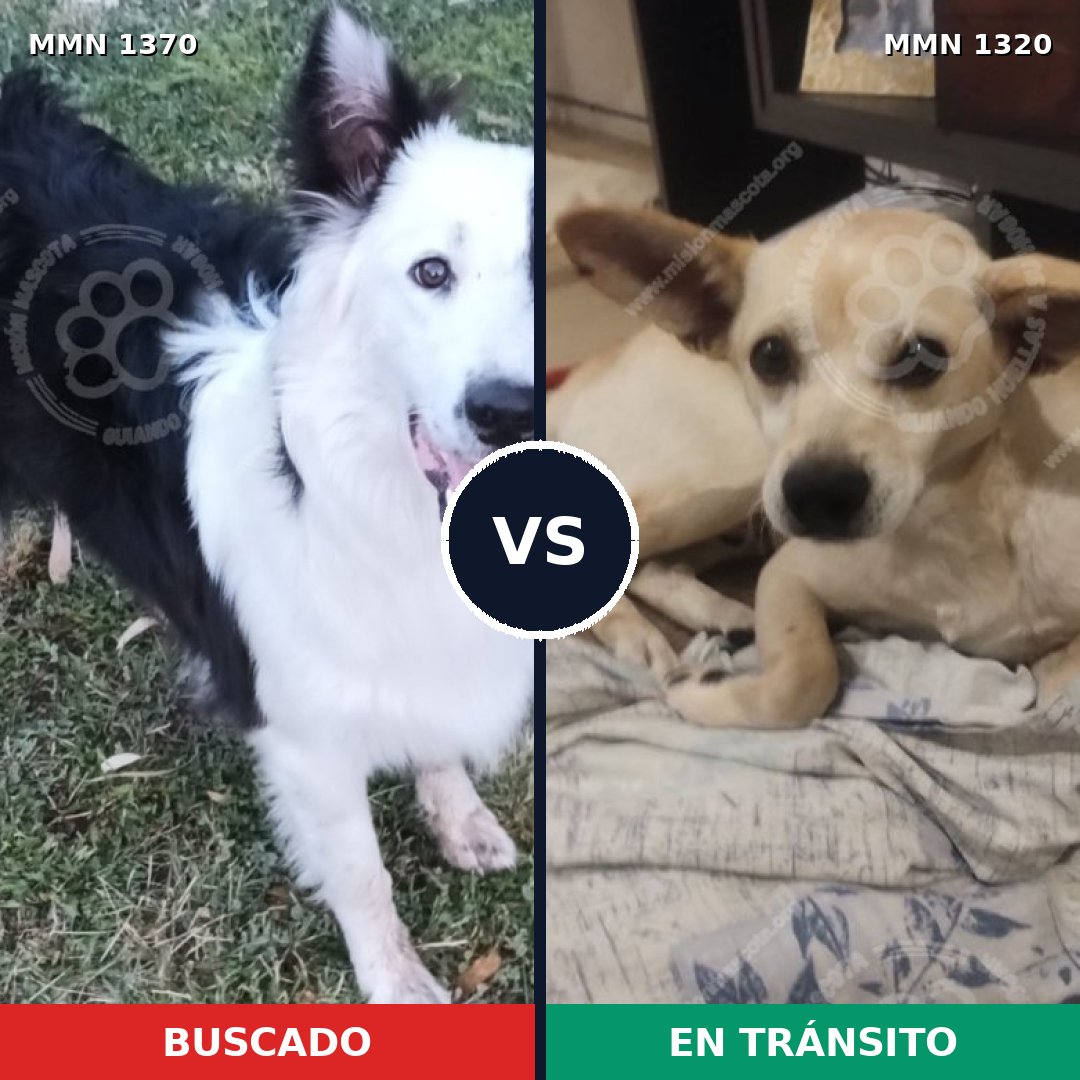 Comparativa MMS 31386: mascota perdida y mascota encontrada, 35% de similitud
