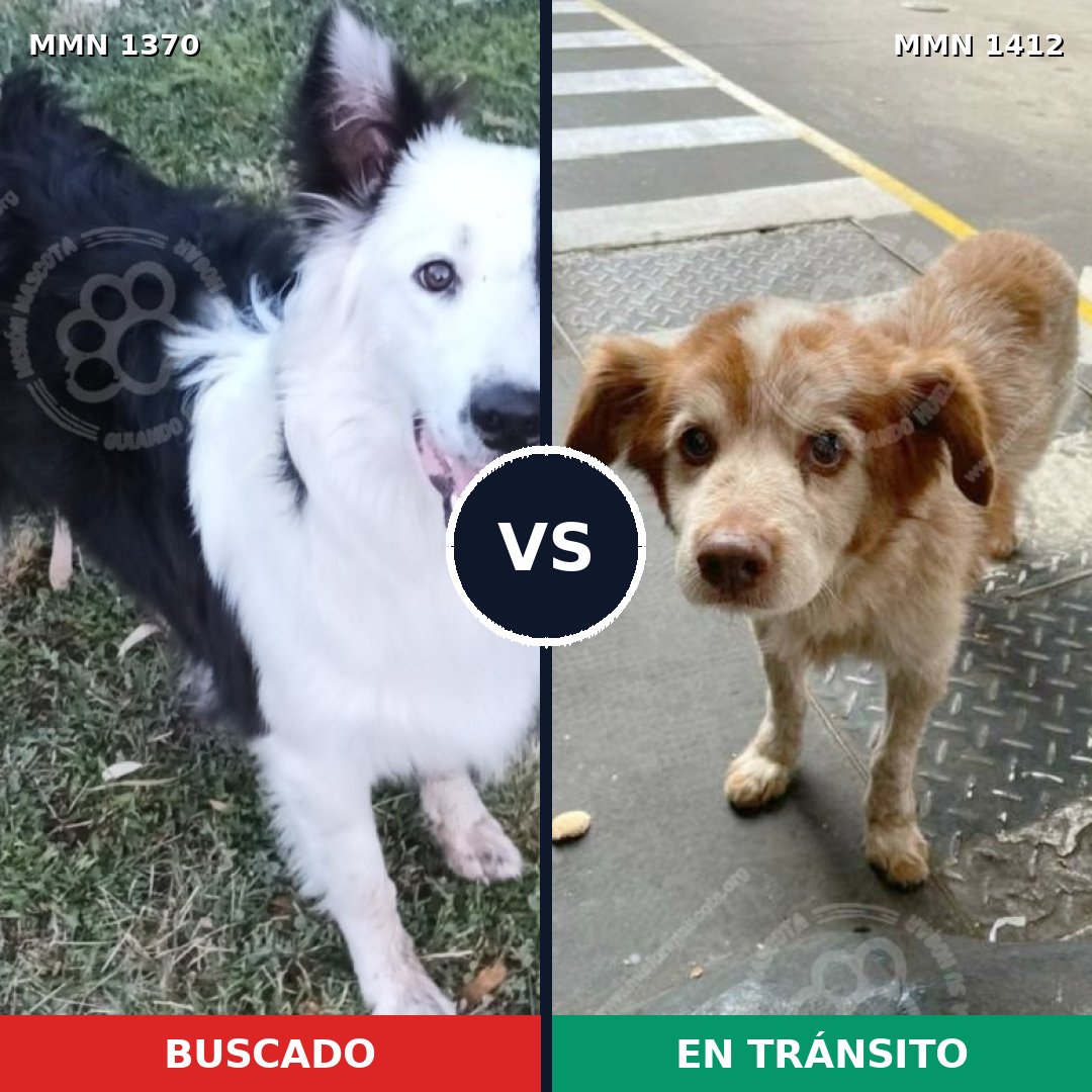 Comparativa MMS 31388: mascota perdida y mascota encontrada, 27% de similitud