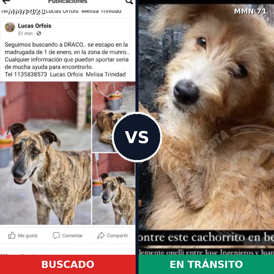 Comparativa MMS 3139: mascota perdida y mascota encontrada, 4% de similitud