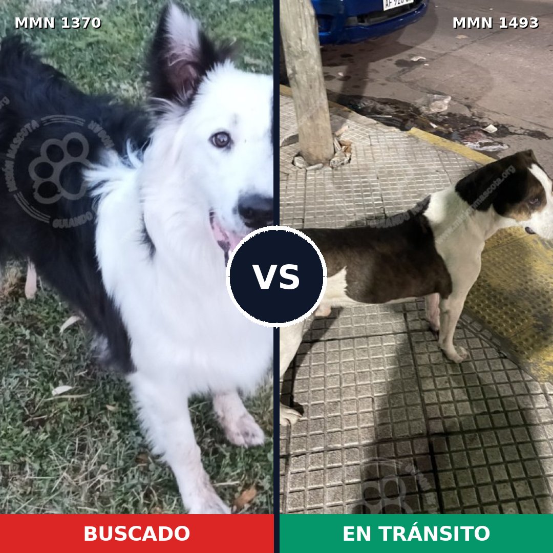 Comparativa MMS 31391: mascota perdida y mascota encontrada, 47% de similitud