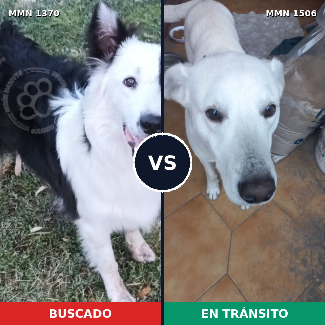 Comparativa MMS 31392: mascota perdida y mascota encontrada, 31% de similitud