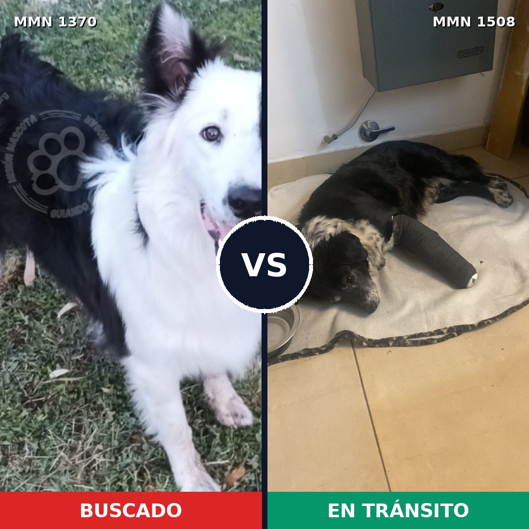 Comparativa MMS 31393: mascota perdida y mascota encontrada, 50% de similitud