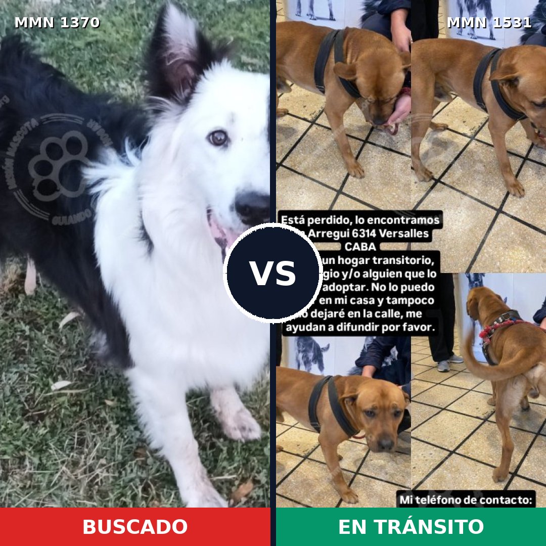 Comparativa MMS 31396: mascota perdida y mascota encontrada, 36% de similitud