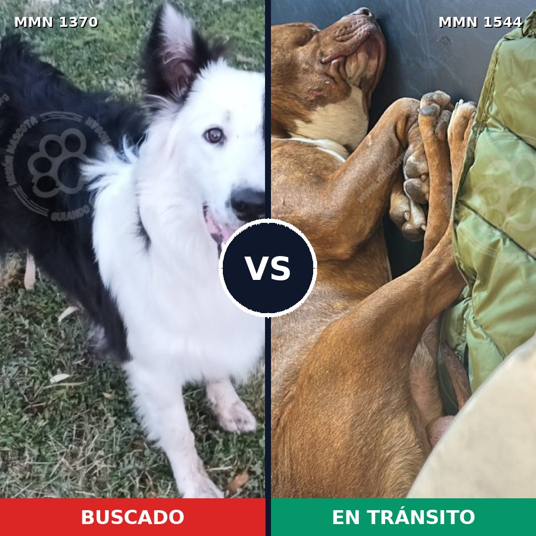 Comparativa MMS 31398: mascota perdida y mascota encontrada, 51% de similitud