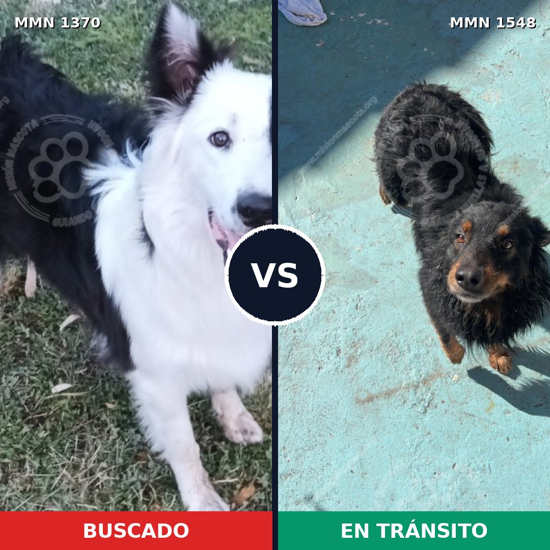 Comparativa MMS 31399: mascota perdida y mascota encontrada, 43% de similitud