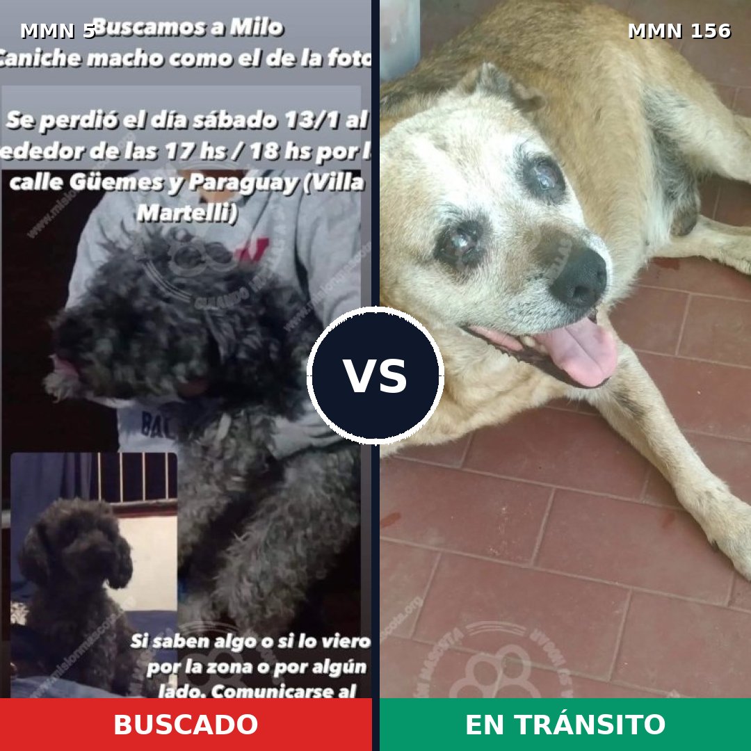 Comparativa MMS 314: mascota perdida y mascota encontrada, 32% de similitud