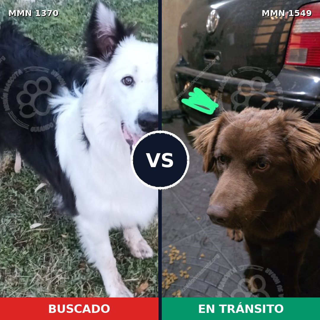 Comparativa MMS 31400: mascota perdida y mascota encontrada, 34% de similitud