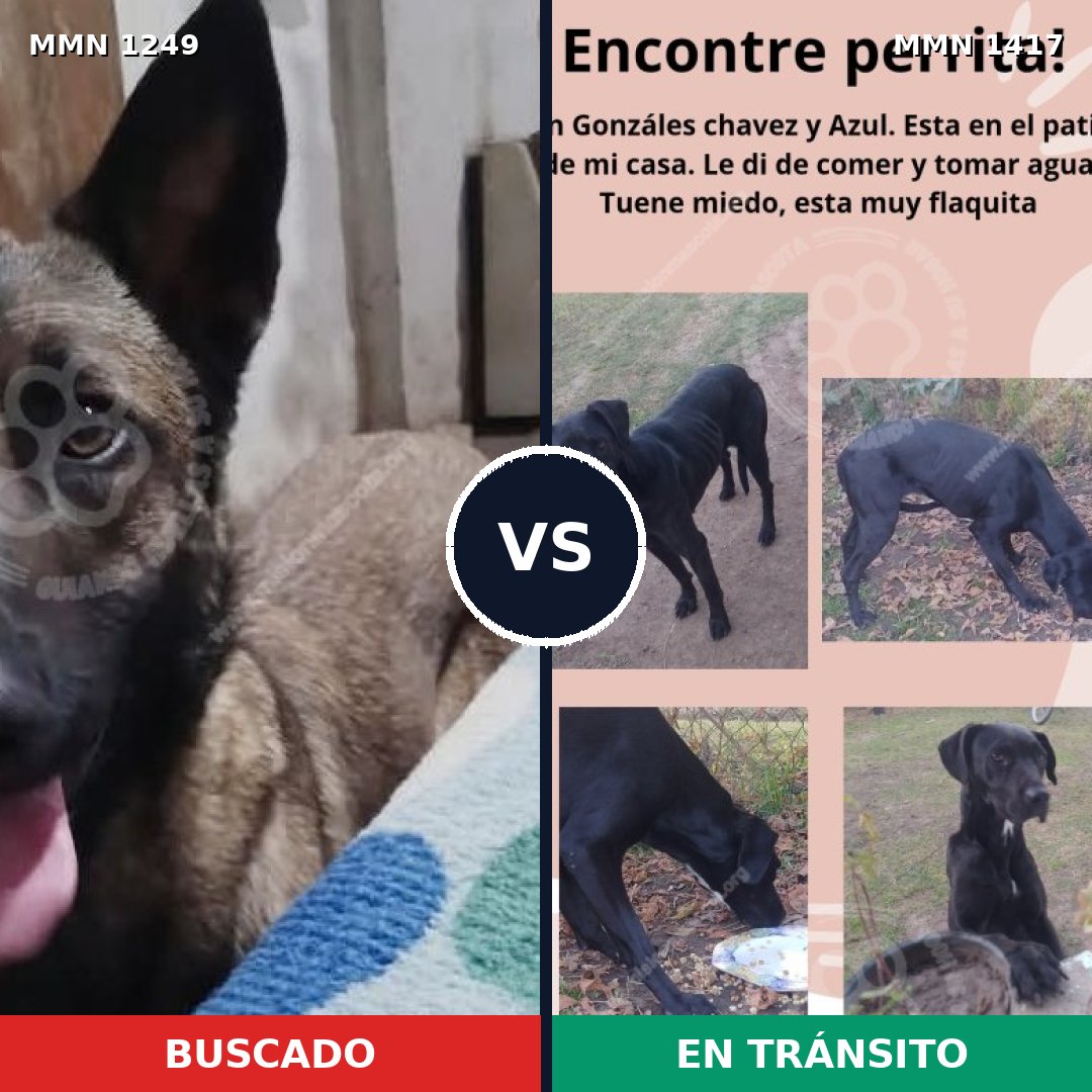 Comparativa MMS 31408: mascota perdida y mascota encontrada, 36% de similitud