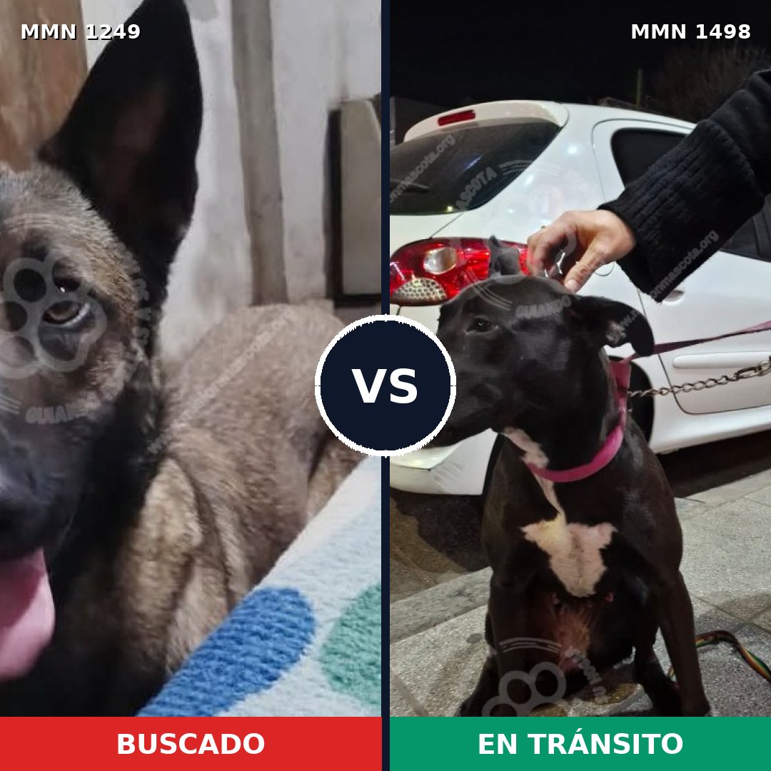 Comparativa MMS 31409: mascota perdida y mascota encontrada, 32% de similitud