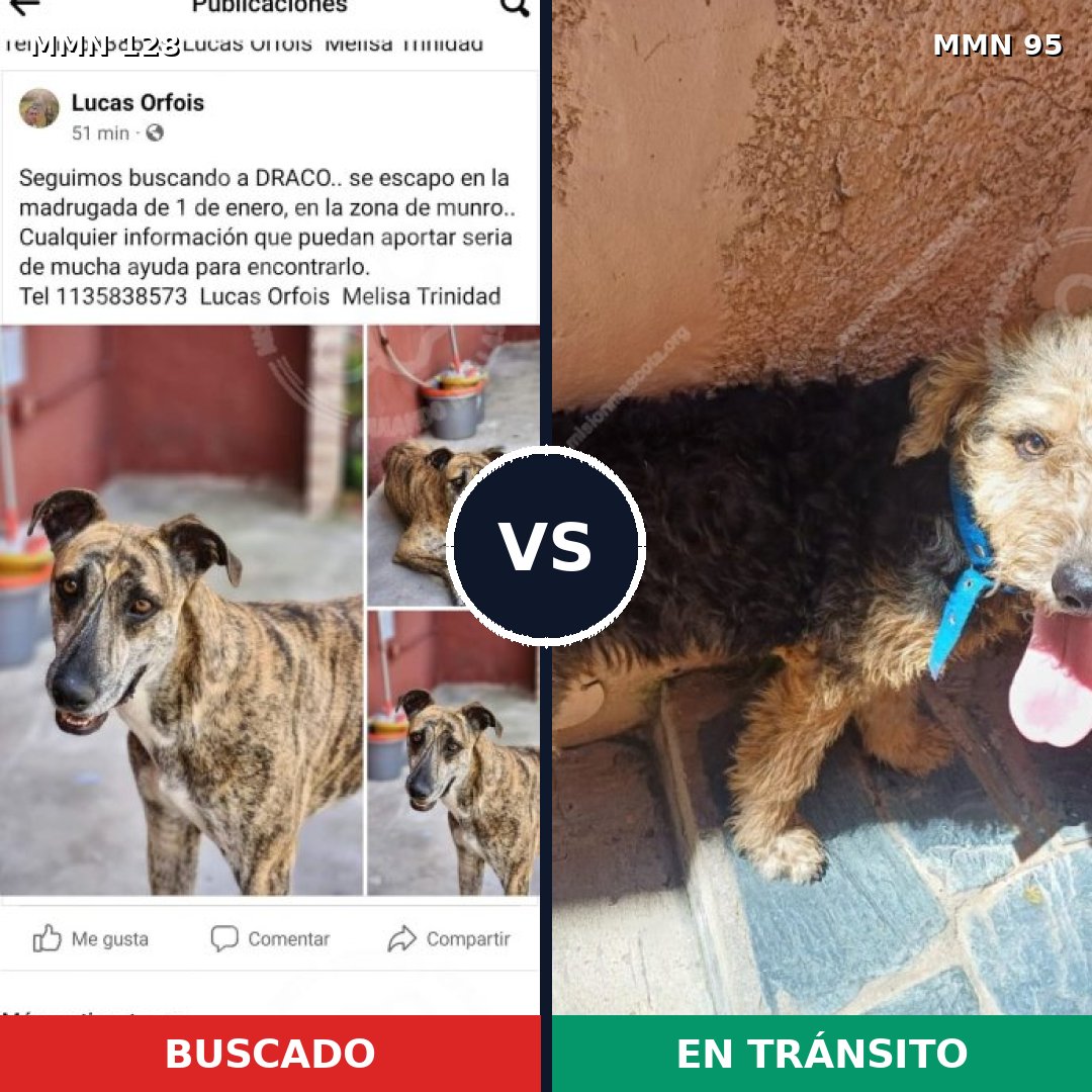 Comparativa MMS 3141: mascota perdida y mascota encontrada, 21% de similitud
