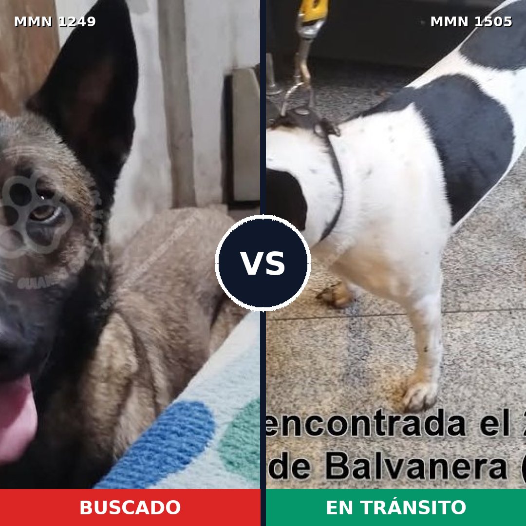 Comparativa MMS 31410: mascota perdida y mascota encontrada, 31% de similitud