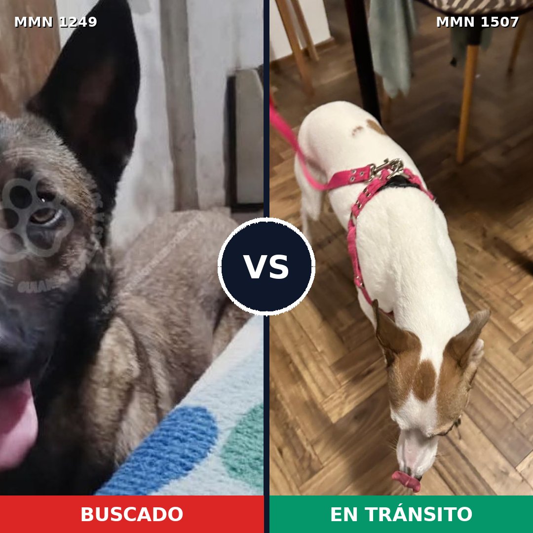Comparativa MMS 31411: mascota perdida y mascota encontrada, 33% de similitud