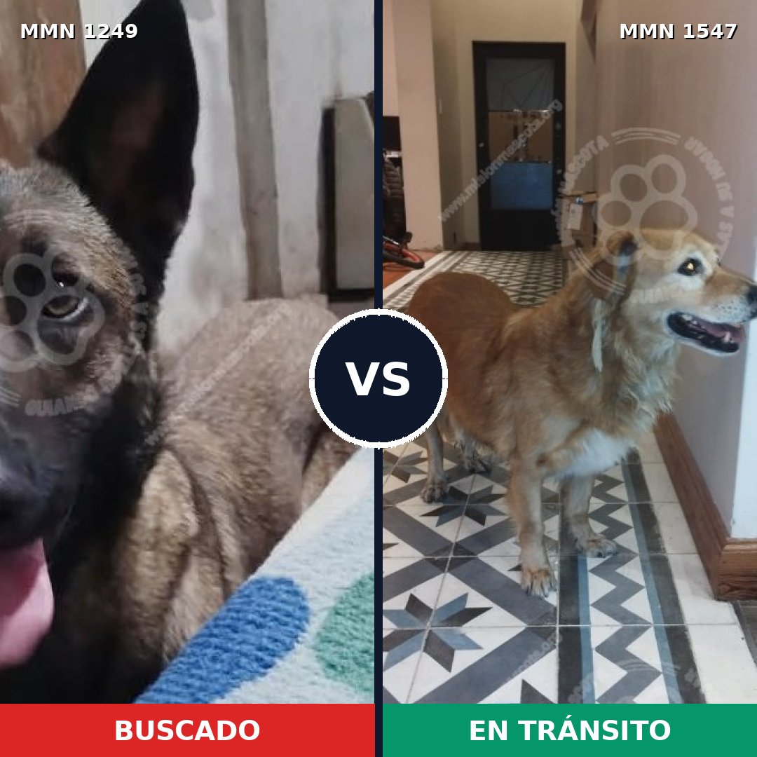 Comparativa MMS 31415: mascota perdida y mascota encontrada, 44% de similitud
