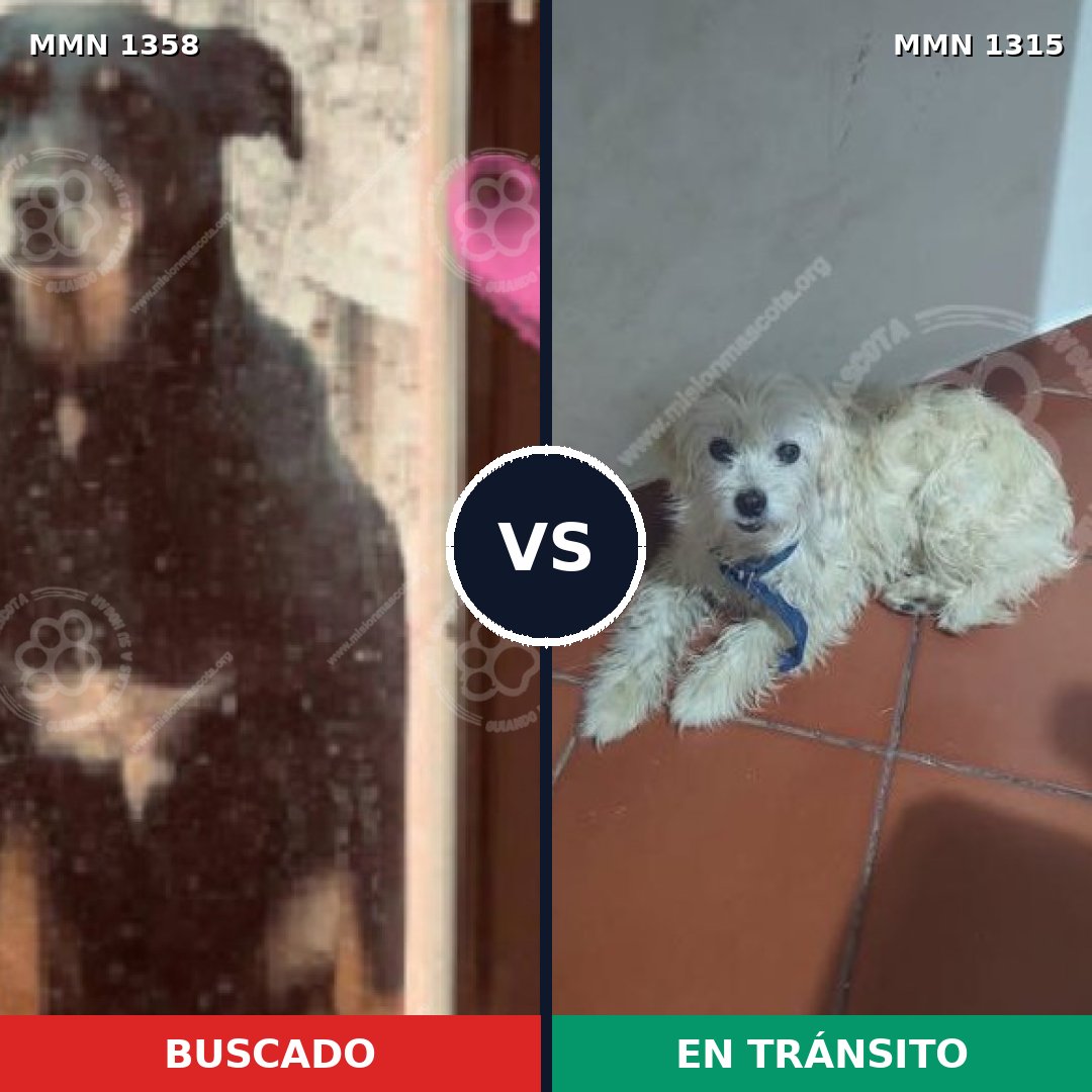 Comparativa MMS 31419: mascota perdida y mascota encontrada, 53% de similitud