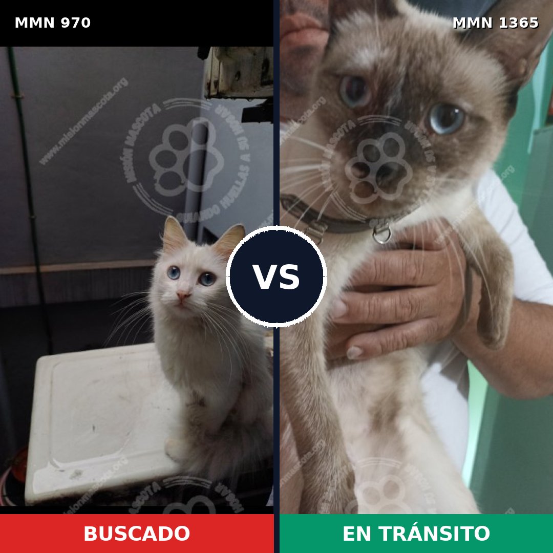 Comparativa MMS 31420: mascota perdida y mascota encontrada, 30% de similitud
