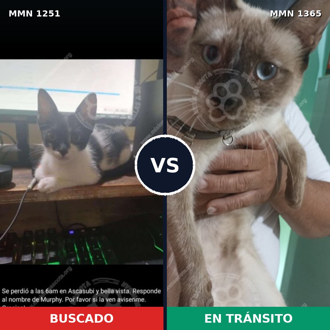 Comparativa MMS 31422: mascota perdida y mascota encontrada, 45% de similitud
