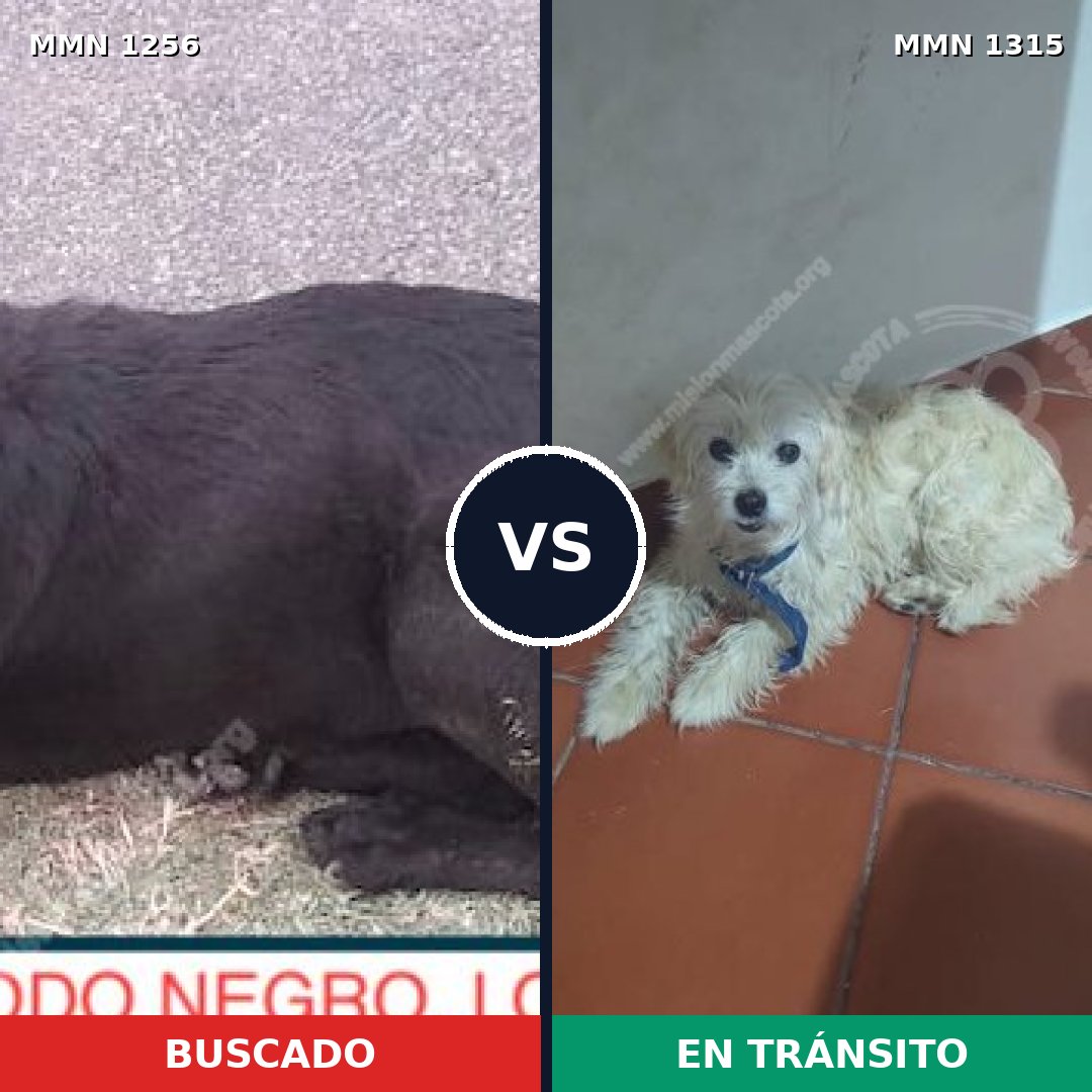 Comparativa MMS 31423: mascota perdida y mascota encontrada, 54% de similitud