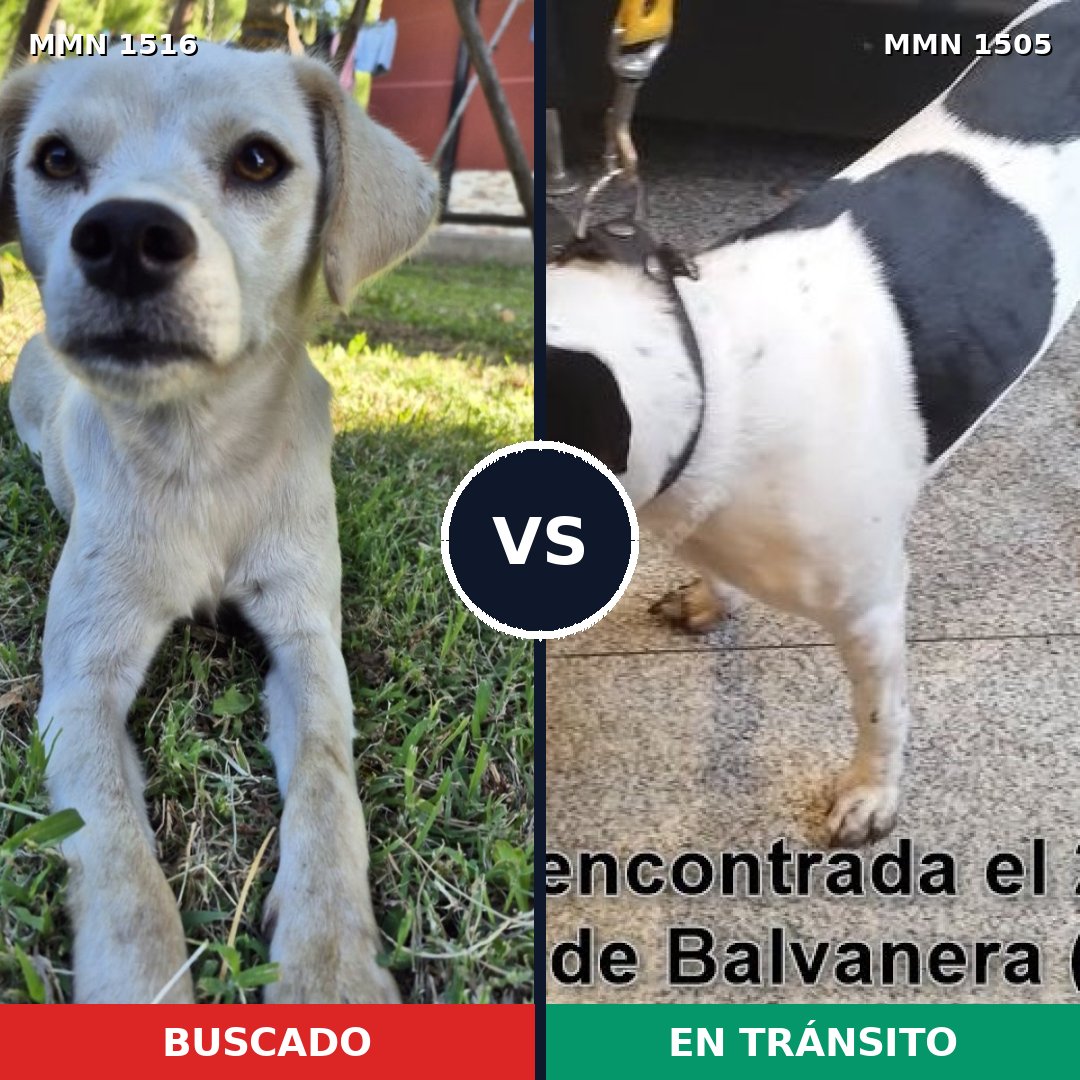 Comparativa MMS 31425: mascota perdida y mascota encontrada, 77% de similitud
