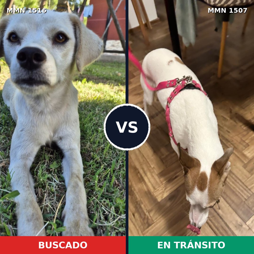 Comparativa MMS 31426: mascota perdida y mascota encontrada, 82% de similitud