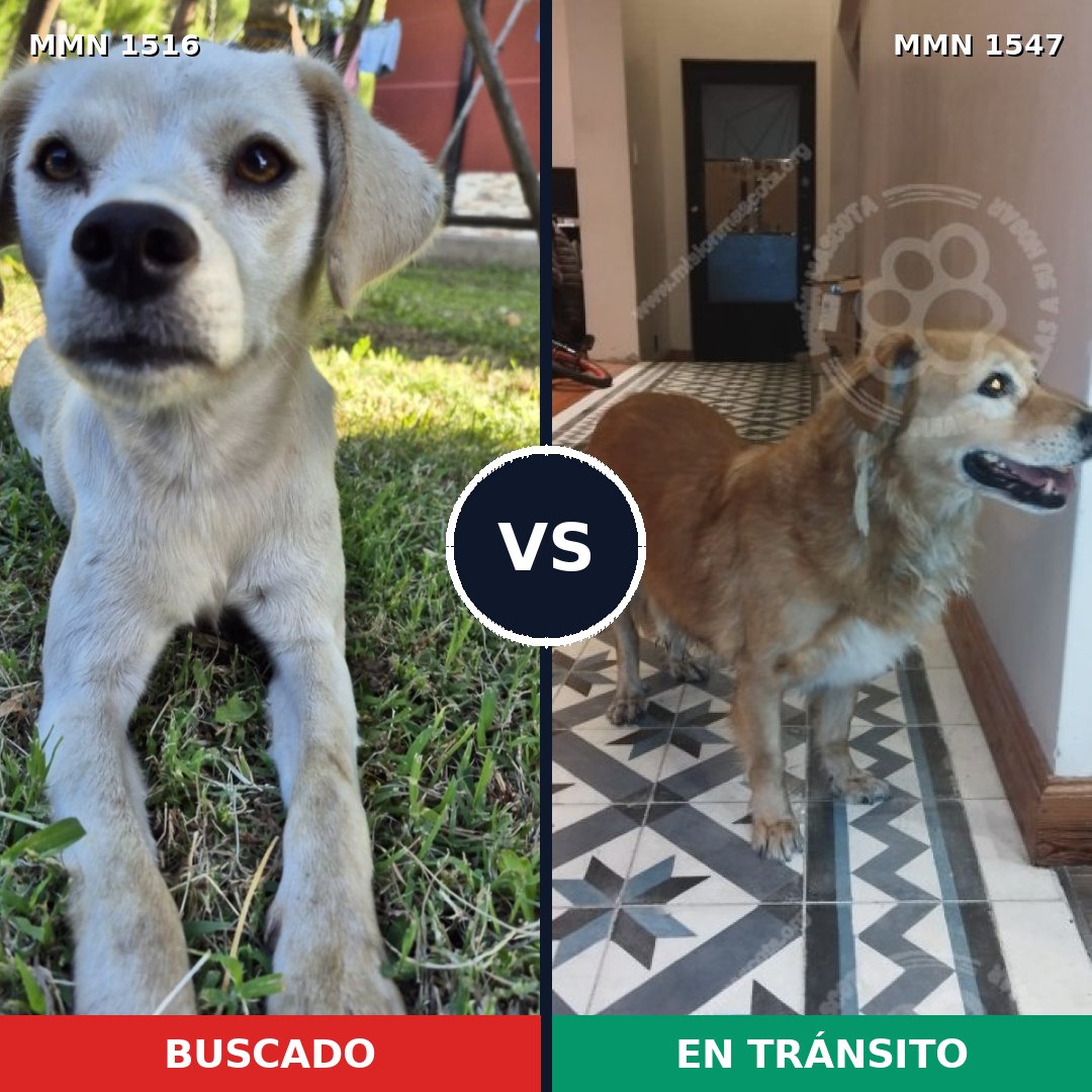 Comparativa MMS 31430: mascota perdida y mascota encontrada, 60% de similitud