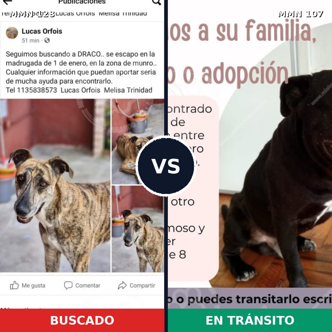 Comparativa MMS 3144: mascota perdida y mascota encontrada, 22% de similitud