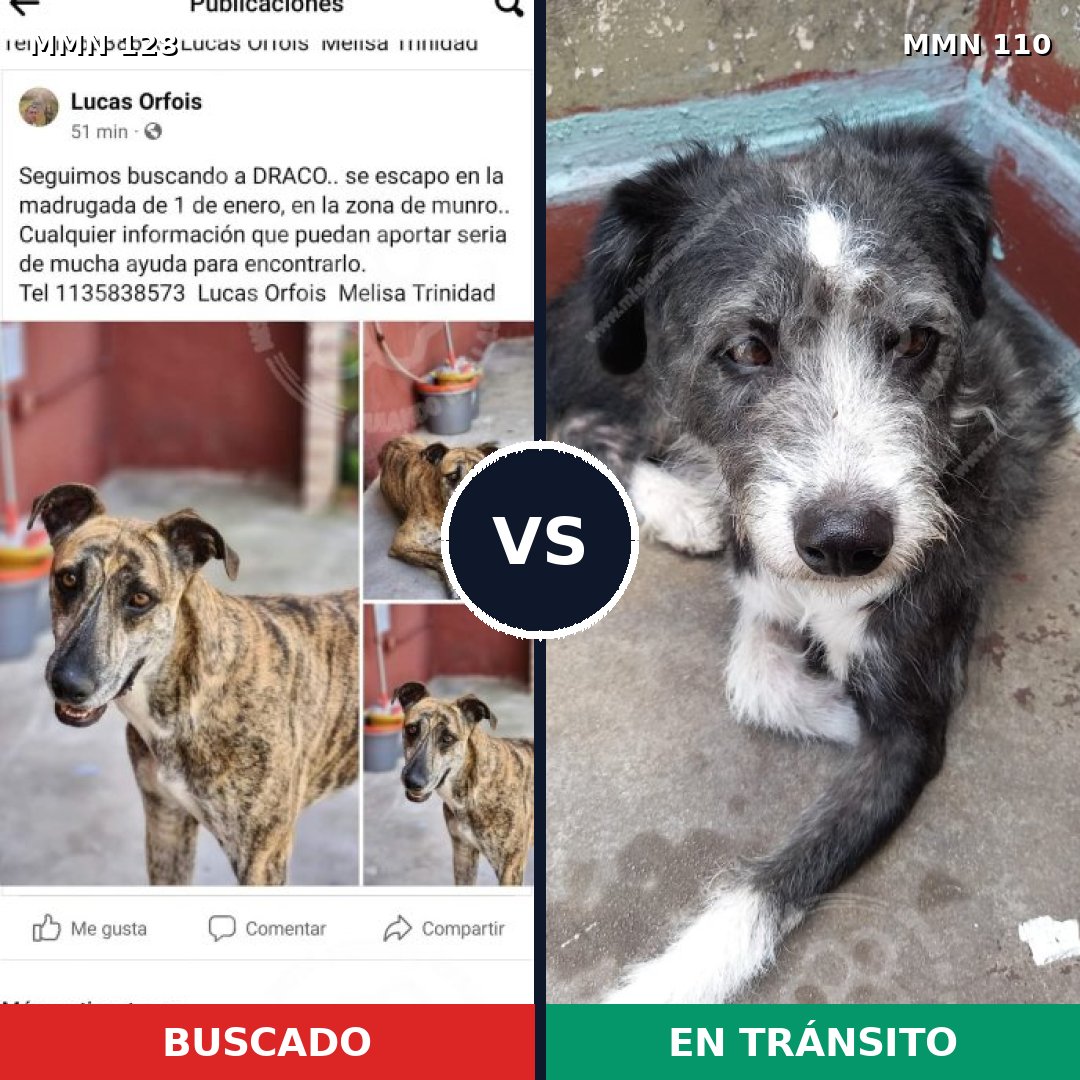 Comparativa MMS 3146: mascota perdida y mascota encontrada, 16% de similitud