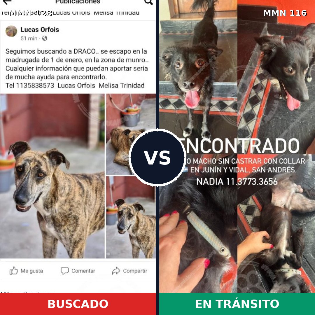 Comparativa MMS 3147: mascota perdida y mascota encontrada, 17% de similitud