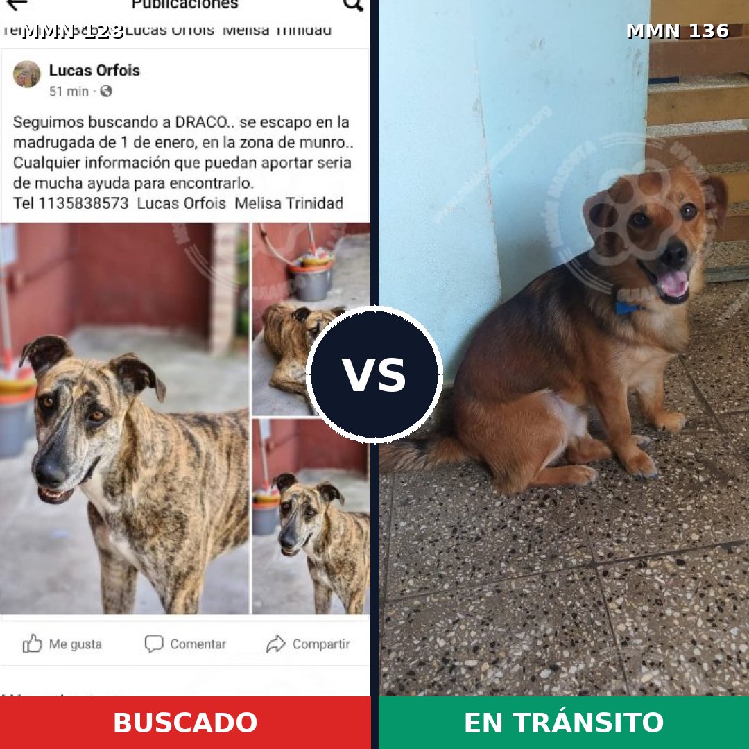 Comparativa MMS 3148: mascota perdida y mascota encontrada, 21% de similitud