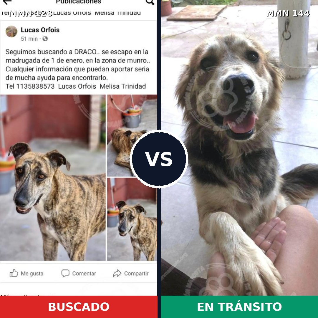 Comparativa MMS 3149: mascota perdida y mascota encontrada, 4% de similitud
