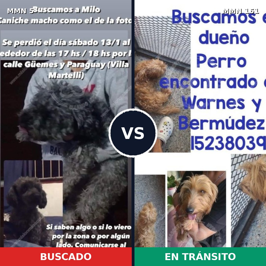 Comparativa MMS 315: mascota perdida y mascota encontrada, 29% de similitud