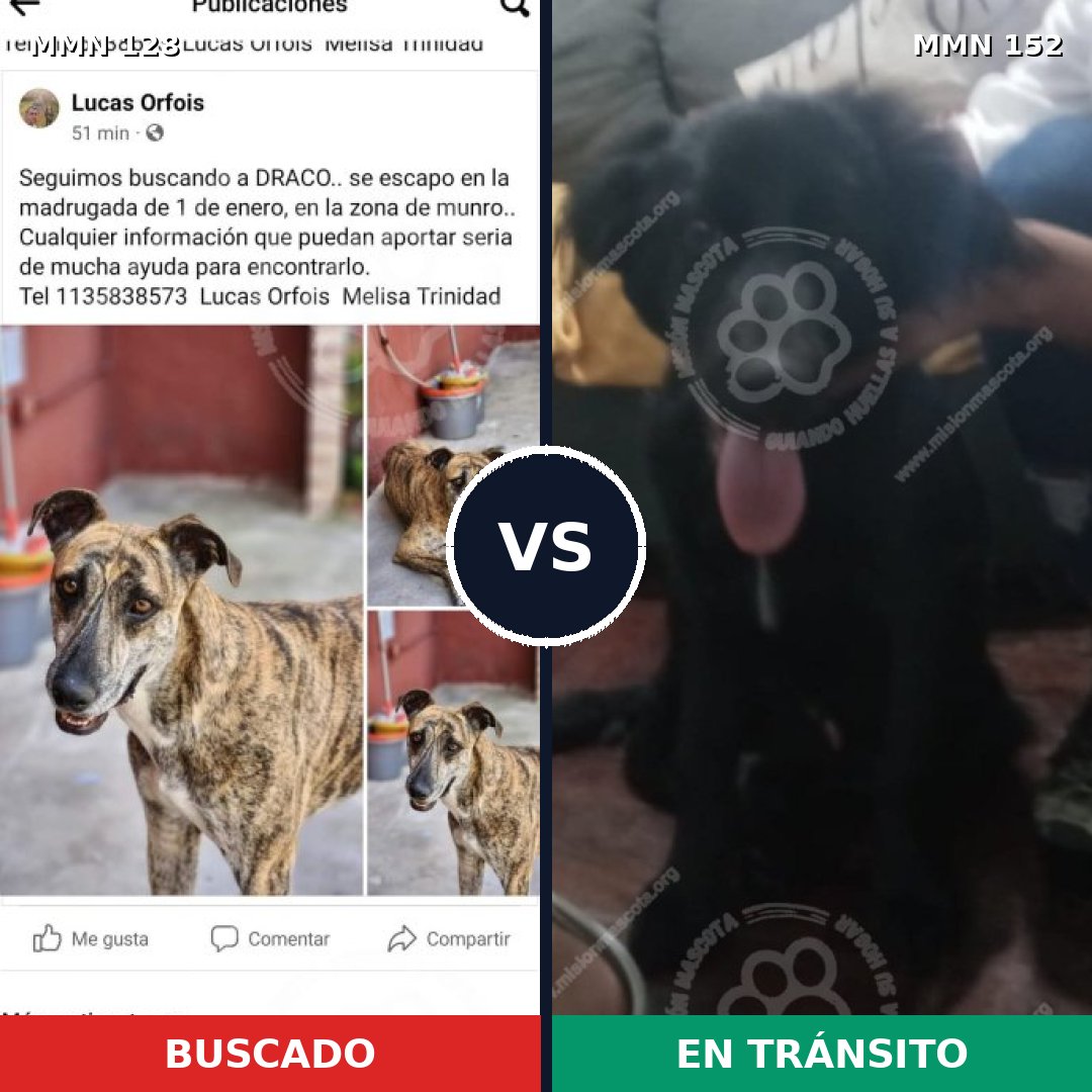 Comparativa MMS 3150: mascota perdida y mascota encontrada, 17% de similitud