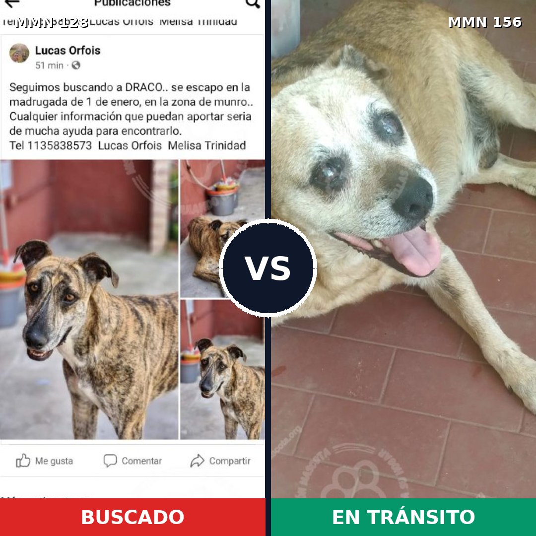 Comparativa MMS 3151: mascota perdida y mascota encontrada, 6% de similitud