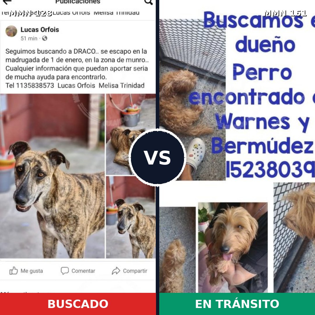Comparativa MMS 3152: mascota perdida y mascota encontrada, 17% de similitud
