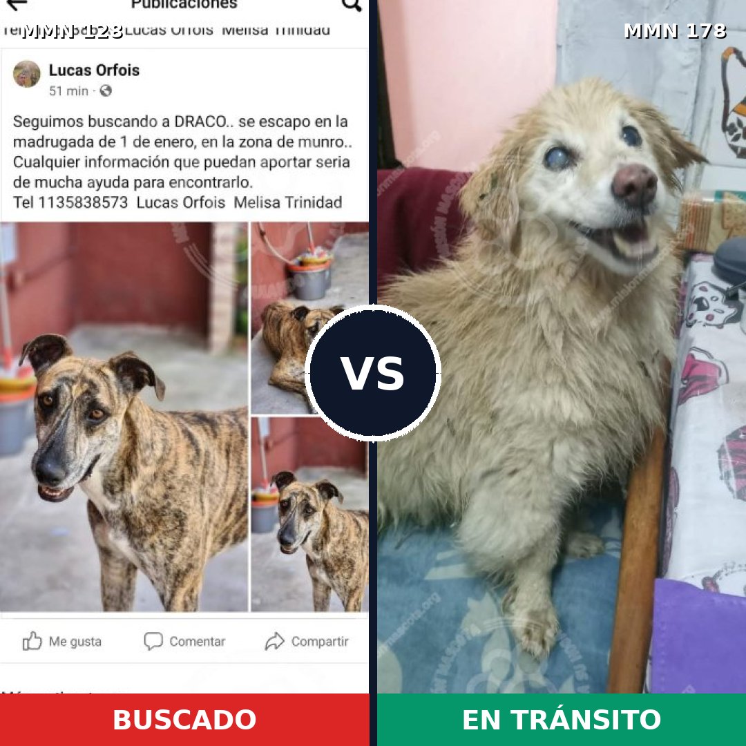 Comparativa MMS 3156: mascota perdida y mascota encontrada, 2% de similitud