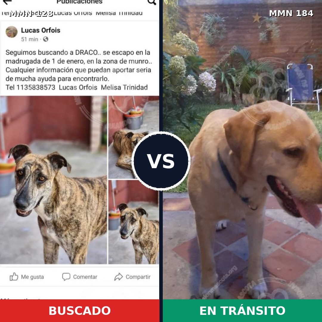 Comparativa MMS 3157: mascota perdida y mascota encontrada, 47% de similitud