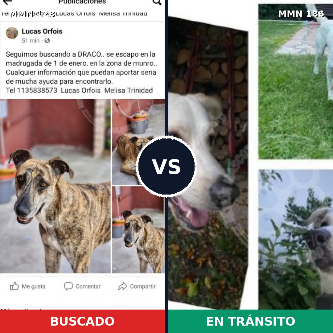 Comparativa MMS 3158: mascota perdida y mascota encontrada, 4% de similitud