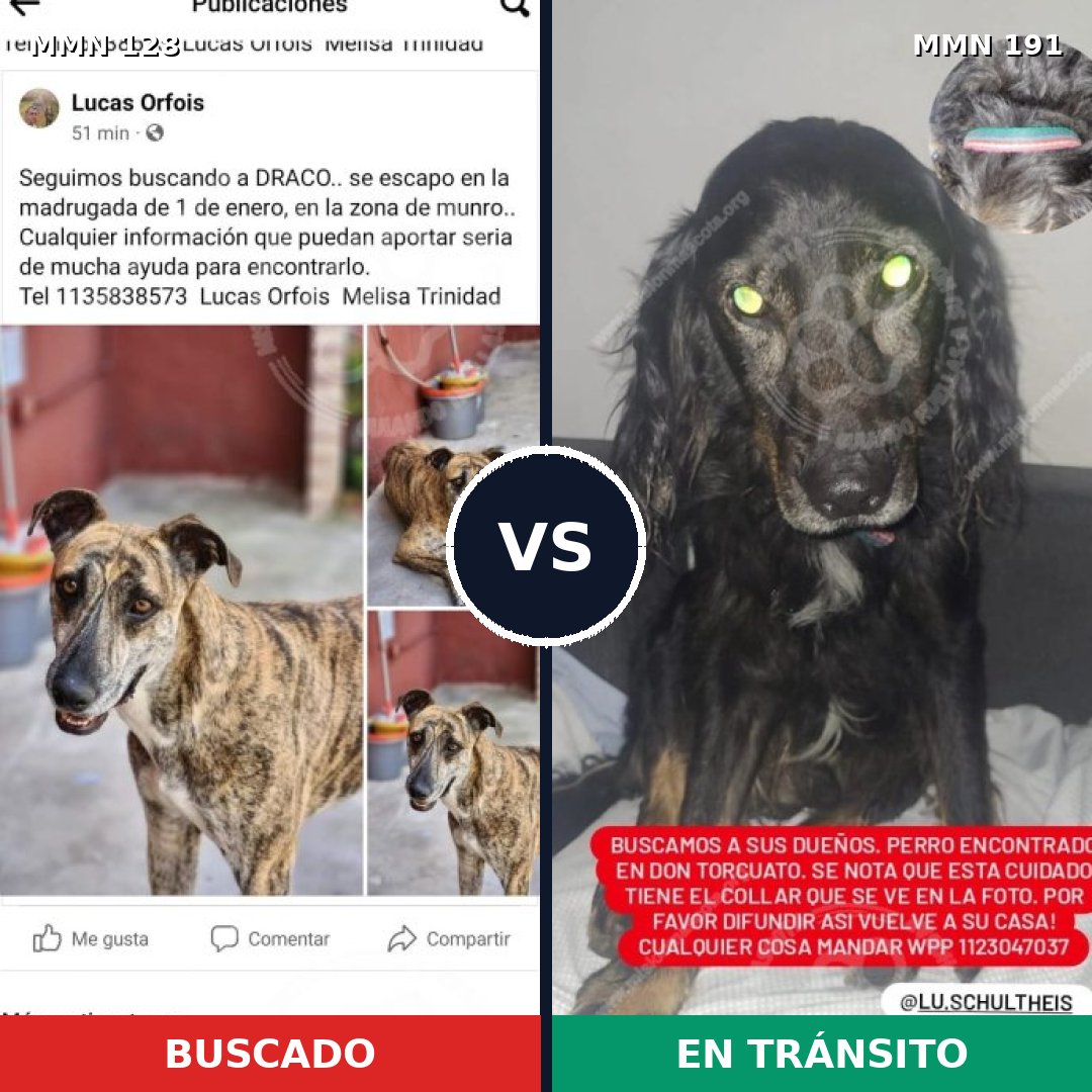 Comparativa MMS 3159: mascota perdida y mascota encontrada, 16% de similitud