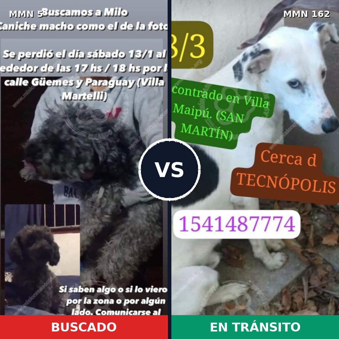 Comparativa MMS 316: mascota perdida y mascota encontrada, 33% de similitud